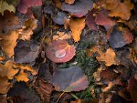 Herbstlaub mit Wassertropfen